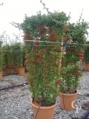 Pyracantha 'Ventoux Red' Espalier LV15