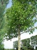 Pyrus Call 'Chanticleer' Extra Pleached Panel 1,80 By 2,00 Std 500l