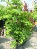 Acer Palm 'Sengokaki' 1,75-2,00 35L