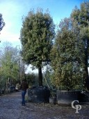 Quercus 100cm