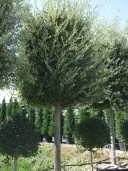 Quercus 30-35
