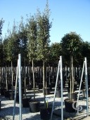 Quercus Ilex 14-16 70l