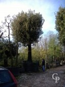 Quercus Ilex 140cm