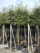 Quercus Ilex 16-18