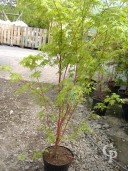 Acer Palm 'Sengokaki' 1,25 10L