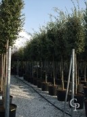 Quercus Ilex Std 18 20cm