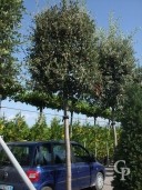 Quercus Ilex Std 18-20cm+