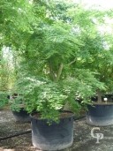 Acer Palmatum 3,00