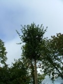 Quercus Suber 1