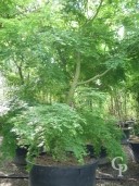 Acer Palmatum 3,50