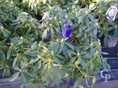 Rhodo Attraction Buds