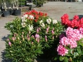 Rhododendron   70