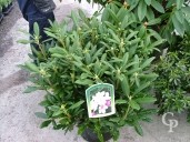 Rhododendron  'Daniel Gelin'   70cm  15l