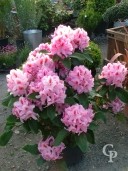 Rhododendron  'Furnivals Daughter'  70cm  15l