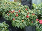 Rhododendron 'Melville'  70cm   15l