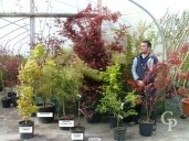 Acer Palmatum Selection