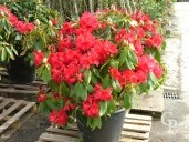 Rhododendron 90l
