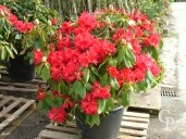 Rhododendron 90l
