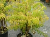 Rhus Typ 'Tiger Eyes'   10l
