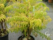 Rhus Typ 'Tiger Eyes'   10l