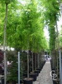 Robinia Pseud 'Frisia'