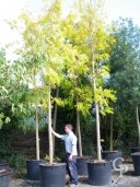 Robinia Pseudo  'Frisia'  25-30