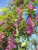 Robinia