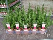 Rosemarinus Officinalis   1 5l