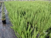 Rosemarinus Officinalis   40-60   10l