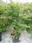Acer Palmatum 'Osakazuki'