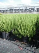 Rosemarinus Officinalis   40-60  10l