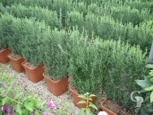 Rosemarinus Officinalis  Espalier LV9