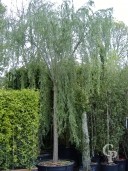 Salix  Bab  Aurea