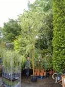 Salix Baby 'Aurea'   18-20