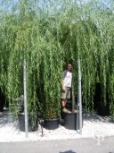 Salix Babylonica 'Aurea'   25-30  240l