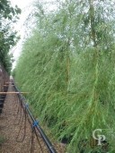 Salix Babylonica 'Aurea'  Feathered  14-16  90l