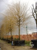 Salix Babylonica 35-40