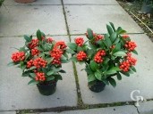 Skimmia Jap ' Olympic Flame' 1 5l