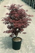 Acer Palmatum Fireglow (CLt 18)