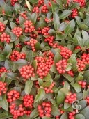 Skimmia Jap 'Olympic Flame'