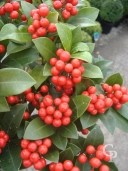 Skimmia Jap 'Olympic Flame'