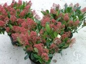 Skimmia Jap 'R Ubella' 7 5l