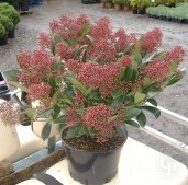 Skimmia Jap 'Rubella'   3l