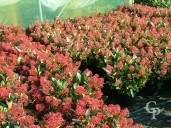 Skimmia Jap 'Rubella'   5l