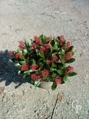 Skimmia Jap 'Rubella'   5l