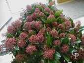 Skimmia Jap 'Rubella'  15l