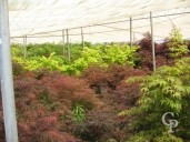 Acer Palmatum Group