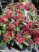 Skimmia Reevesiana   2l