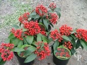 Skimmia Reevsiana  1 5l