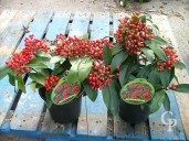 Skimmia